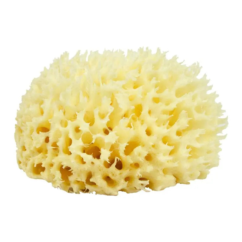 Sea Sponge